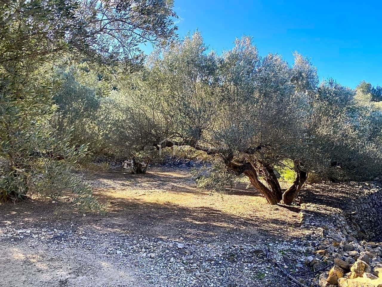 Terre non Aménagée à vendre à El Perello - 65 000 € (Ref: 8119255)