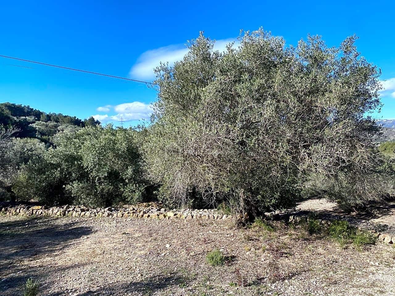 Terre non Aménagée à vendre à El Perello - 65 000 € (Ref: 8119255)