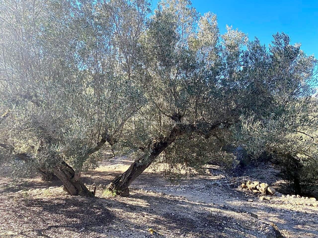 Terre non Aménagée à vendre à El Perello - 65 000 € (Ref: 8119255)