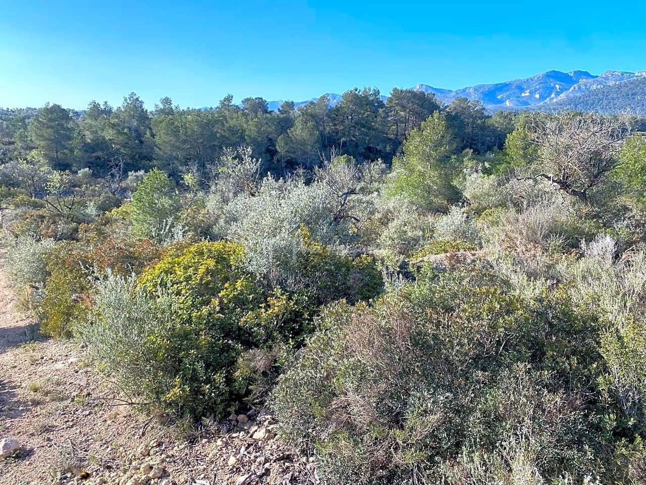 Grunde uden byggetilladelser til salg i Rasquera - € 17.000 (Ref: 8167470)