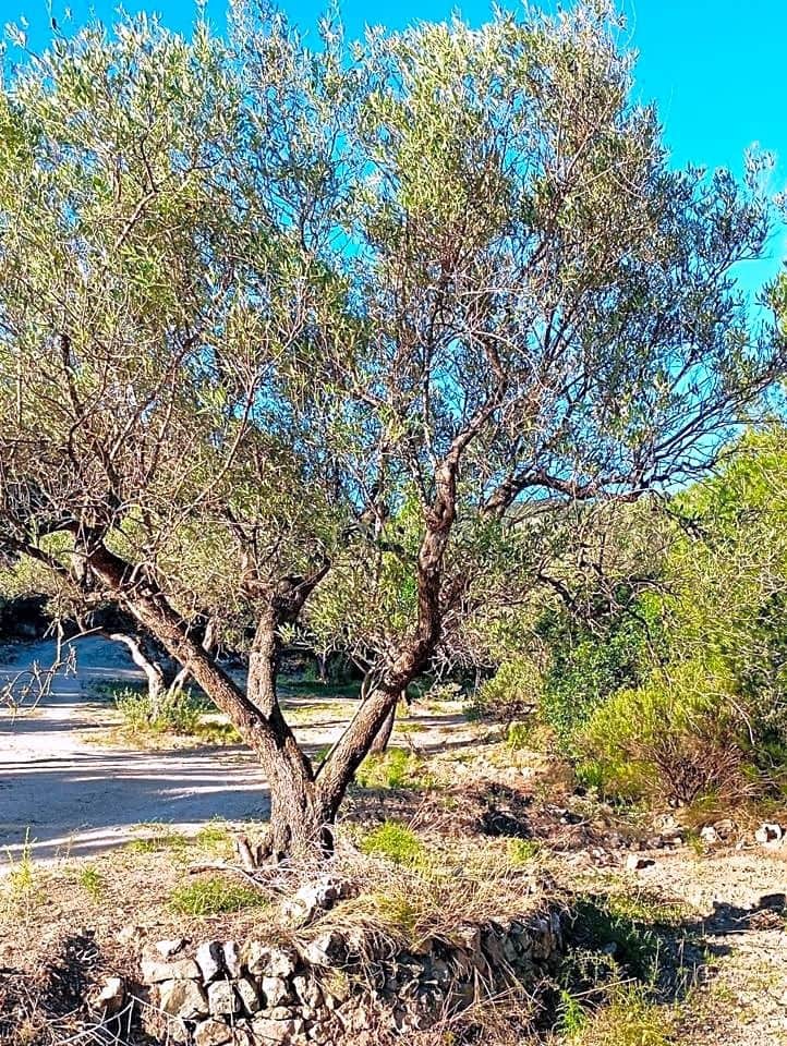 Grunde uden byggetilladelser til salg i Xerta - € 48.000 (Ref: 8207772)