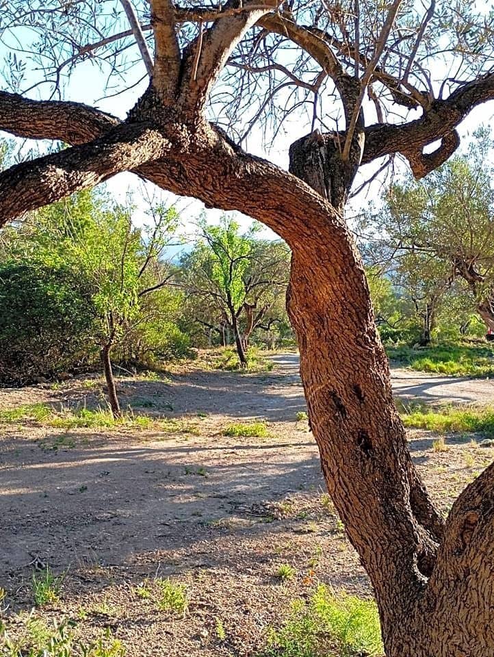 Grunde uden byggetilladelser til salg i Xerta - € 48.000 (Ref: 8207772)