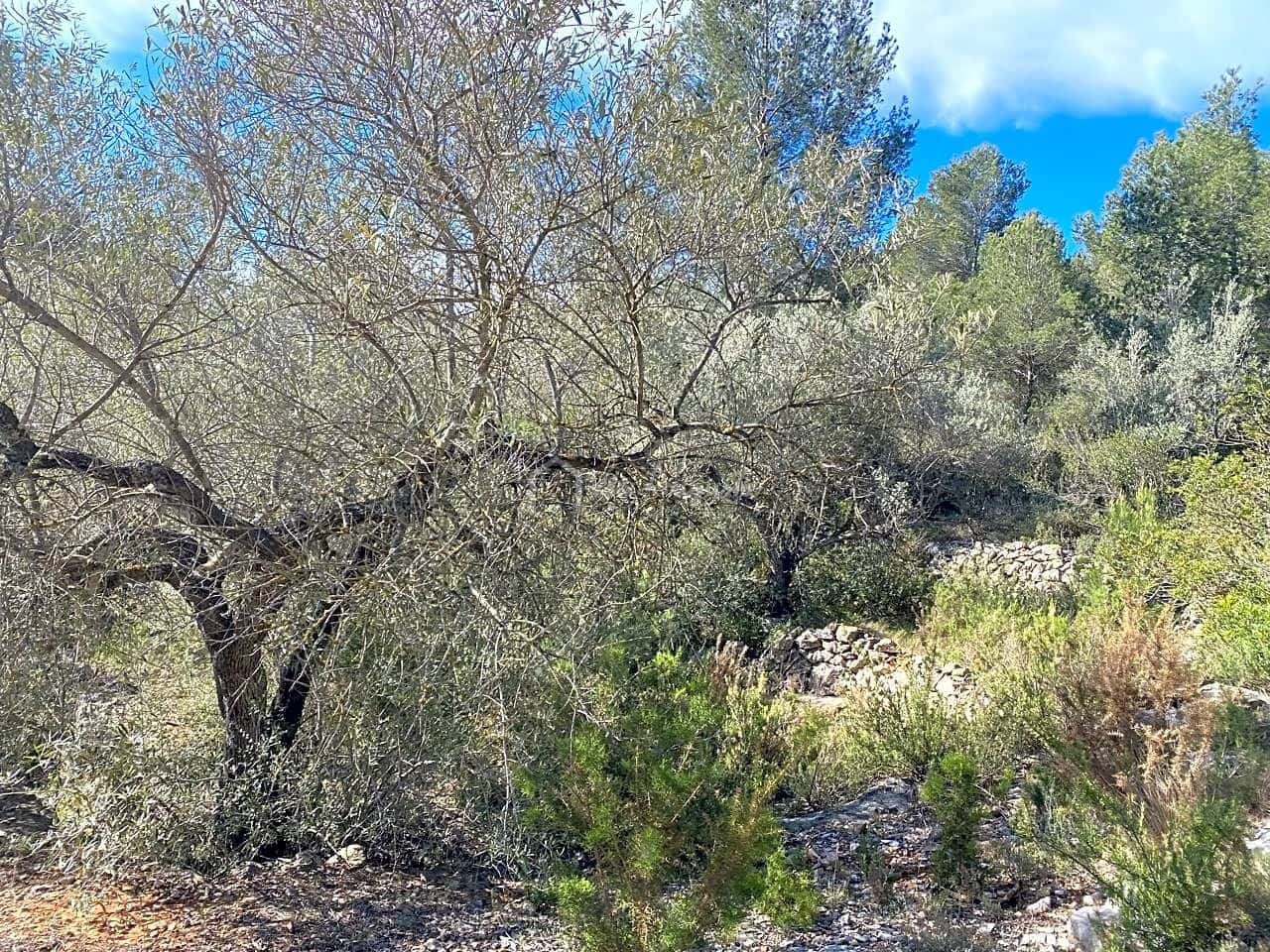 Grunde uden byggetilladelser til salg i El Perello - € 47.000 (Ref: 8311130)