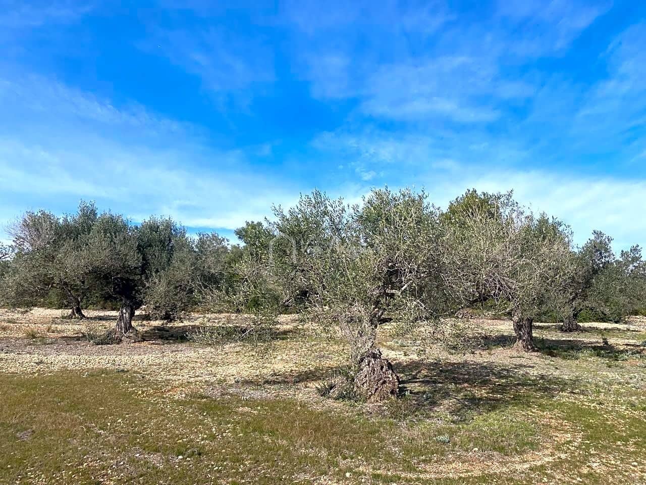 Teren niezagospodarowany na sprzedaż w El Perello - 50 000 € (Ref: 8397668)