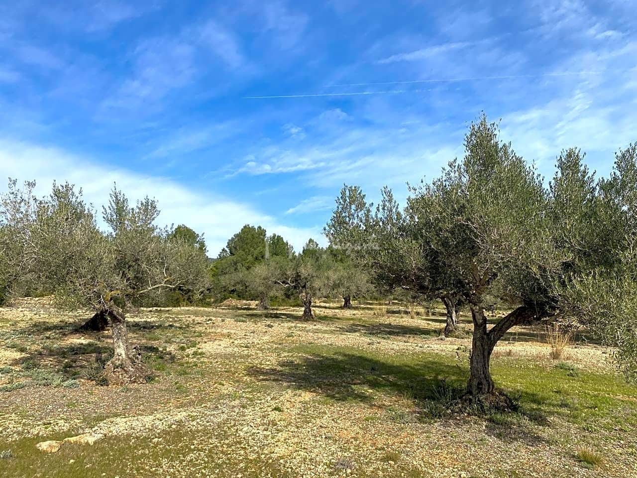 Teren niezagospodarowany na sprzedaż w El Perello - 50 000 € (Ref: 8397668)