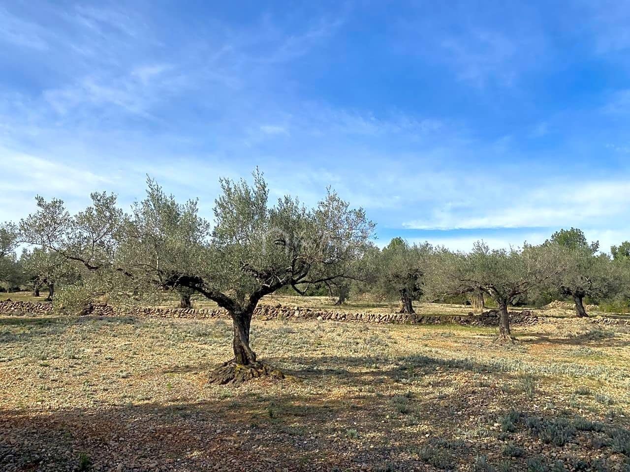 Teren niezagospodarowany na sprzedaż w El Perello - 50 000 € (Ref: 8397668)