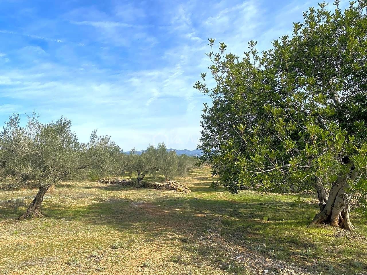 Teren niezagospodarowany na sprzedaż w El Perello - 50 000 € (Ref: 8397668)