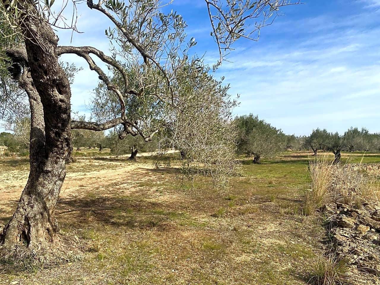 Mark till salu i El Perello - 33 000 € (Ref: 8397669)