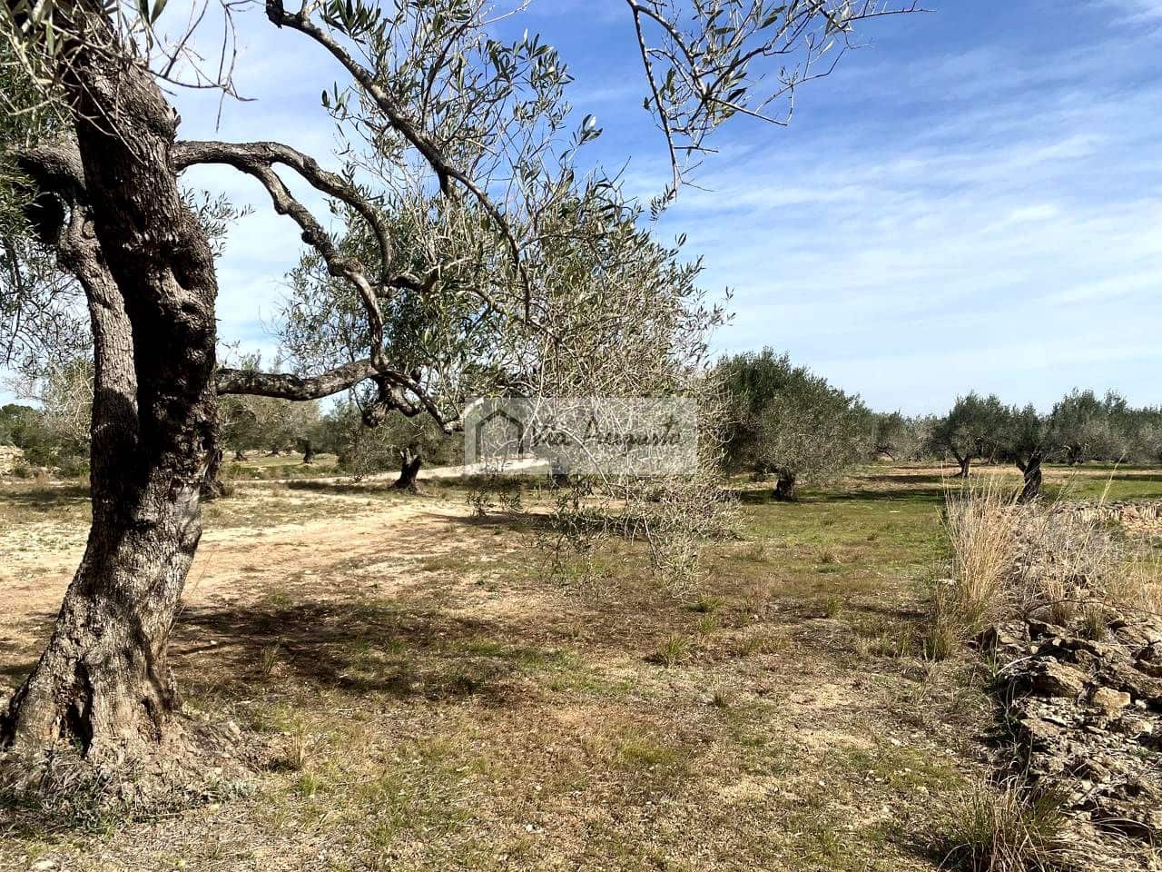 Ubebygd land til salgs i El Perello - € 86 000 (Ref: 8722996)