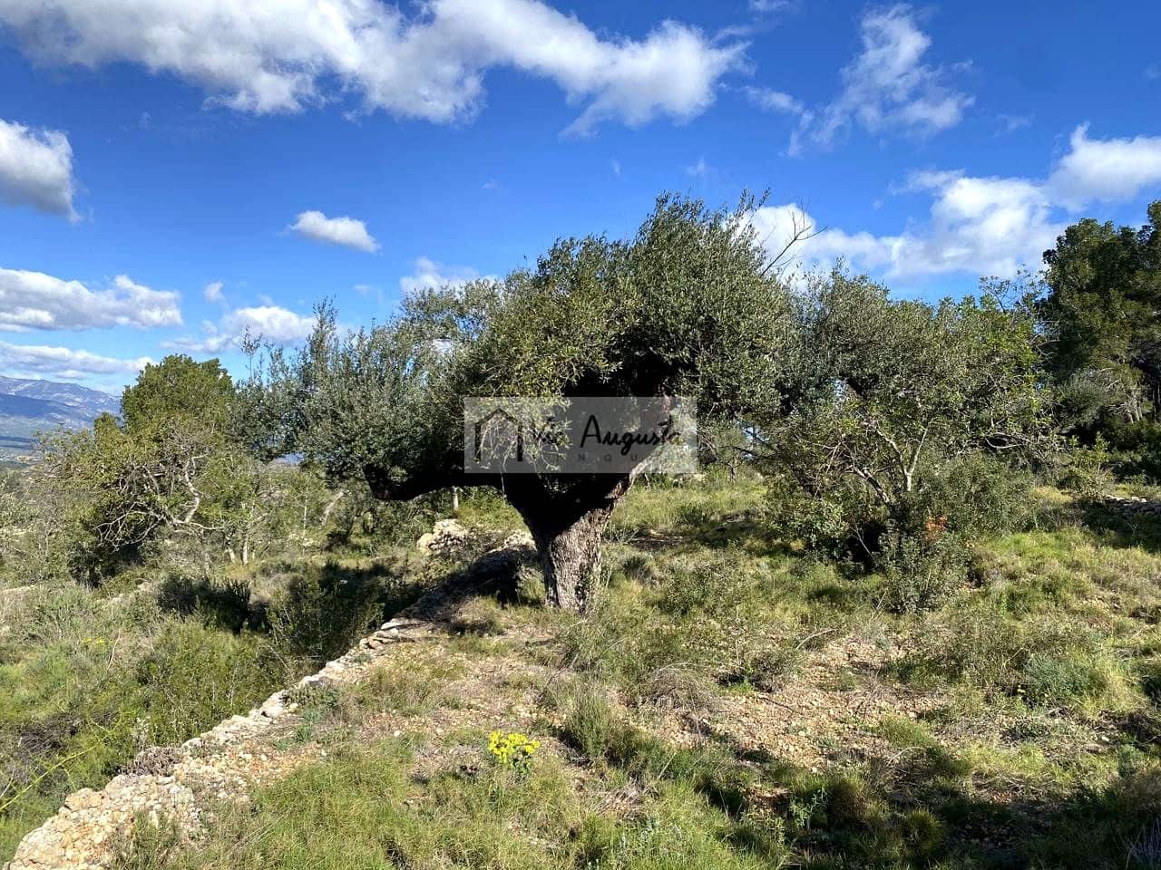 Grunde uden byggetilladelser til salg i Bitem - € 56.000 (Ref: 8868517)