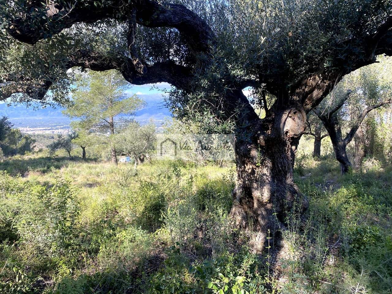 Grunde uden byggetilladelser til salg i Bitem - € 56.000 (Ref: 8868517)