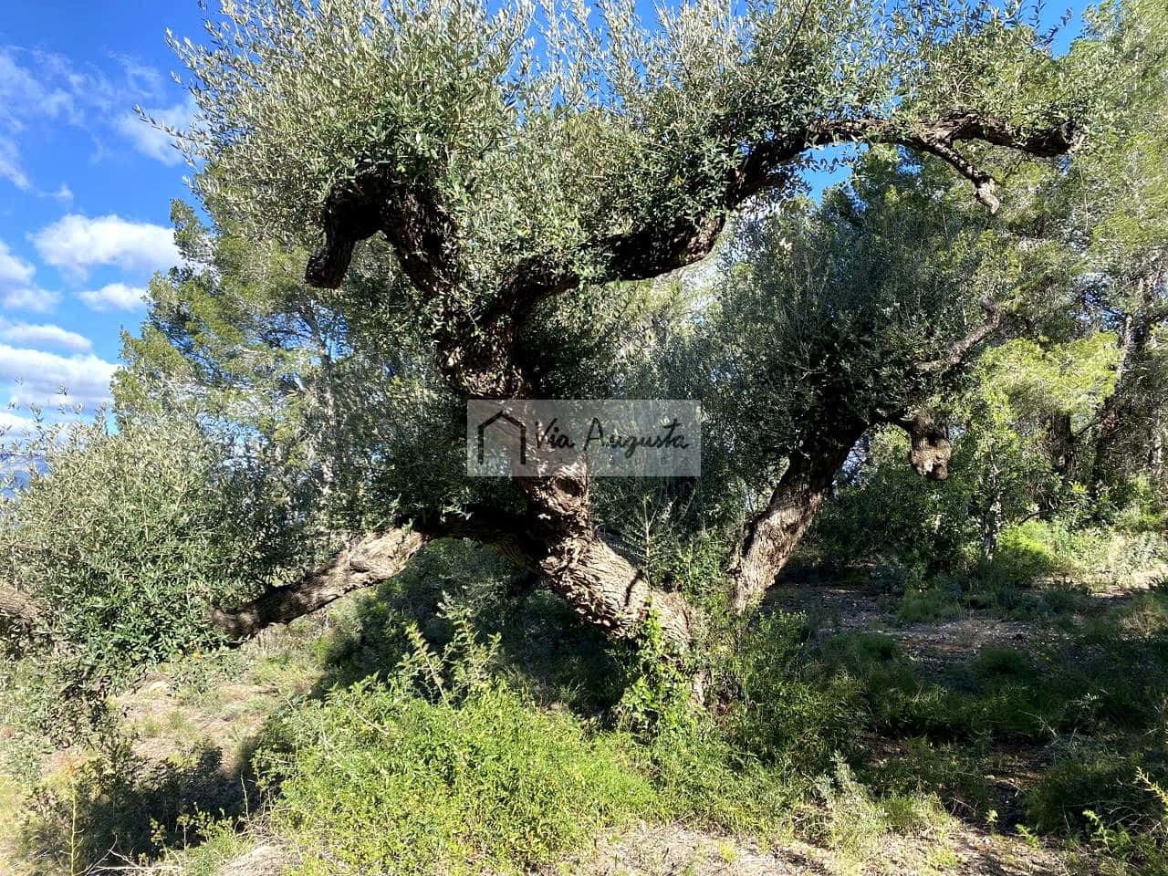 Grunde uden byggetilladelser til salg i Bitem - € 56.000 (Ref: 8868517)