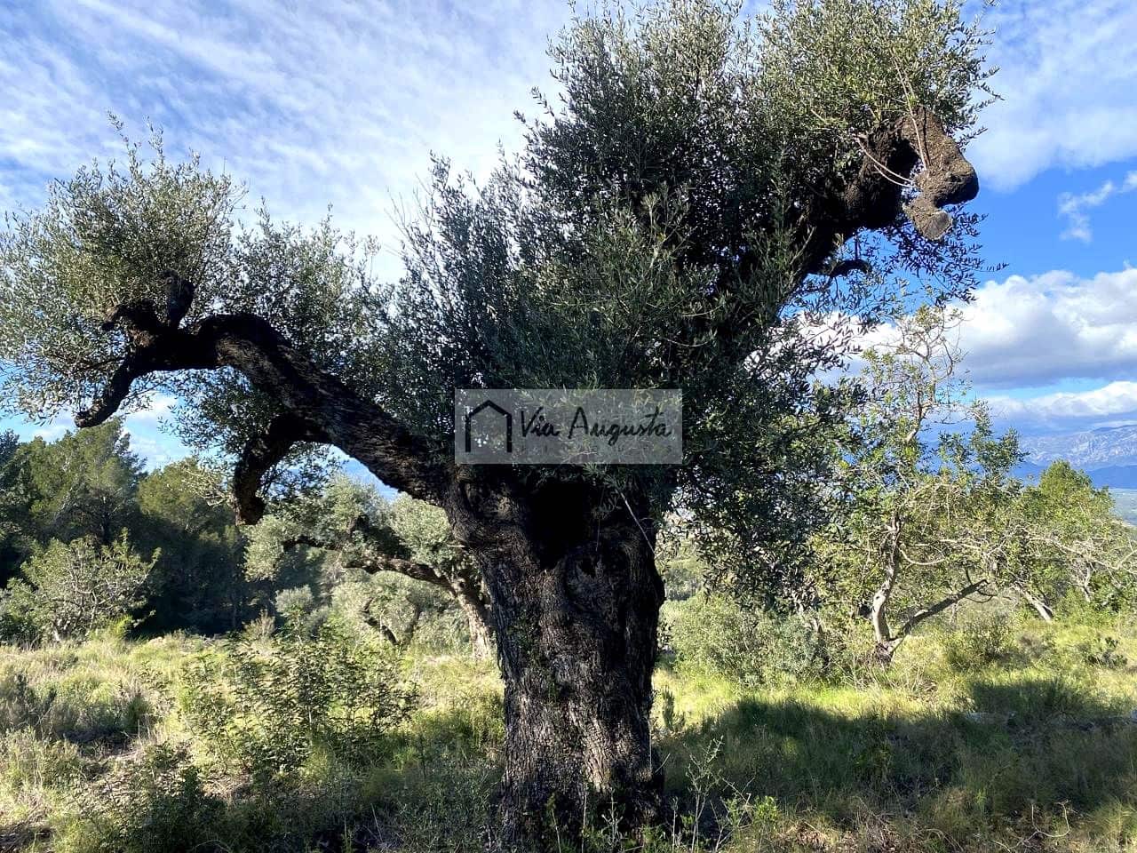 Grunde uden byggetilladelser til salg i Bitem - € 56.000 (Ref: 8868517)