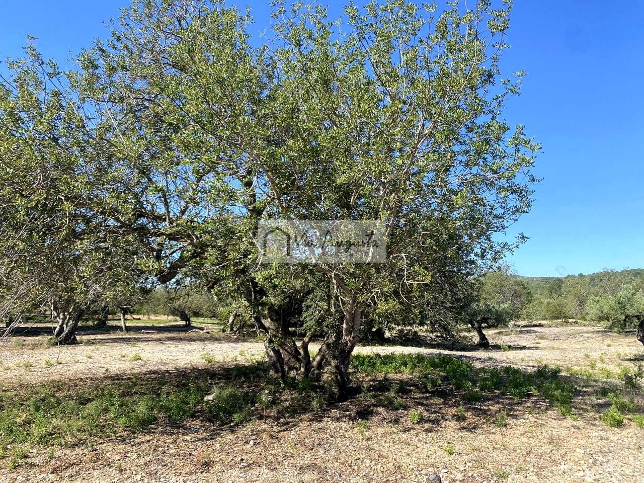 Terre non Aménagée à vendre à El Perello - 21 000 € (Ref: 9047097)