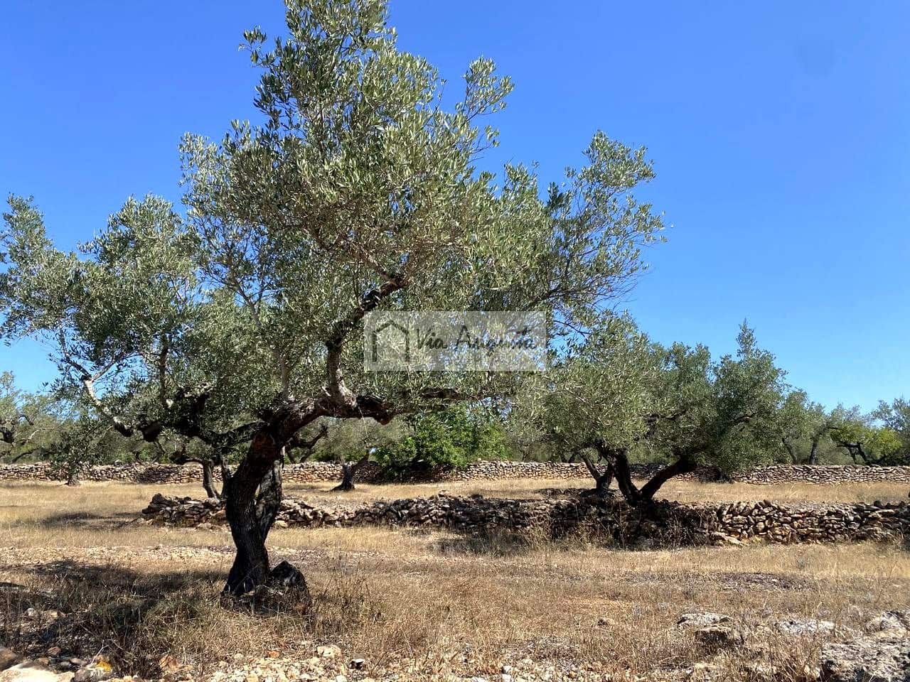 Terre non Aménagée à vendre à El Perello - 130 000 € (Ref: 9142236)