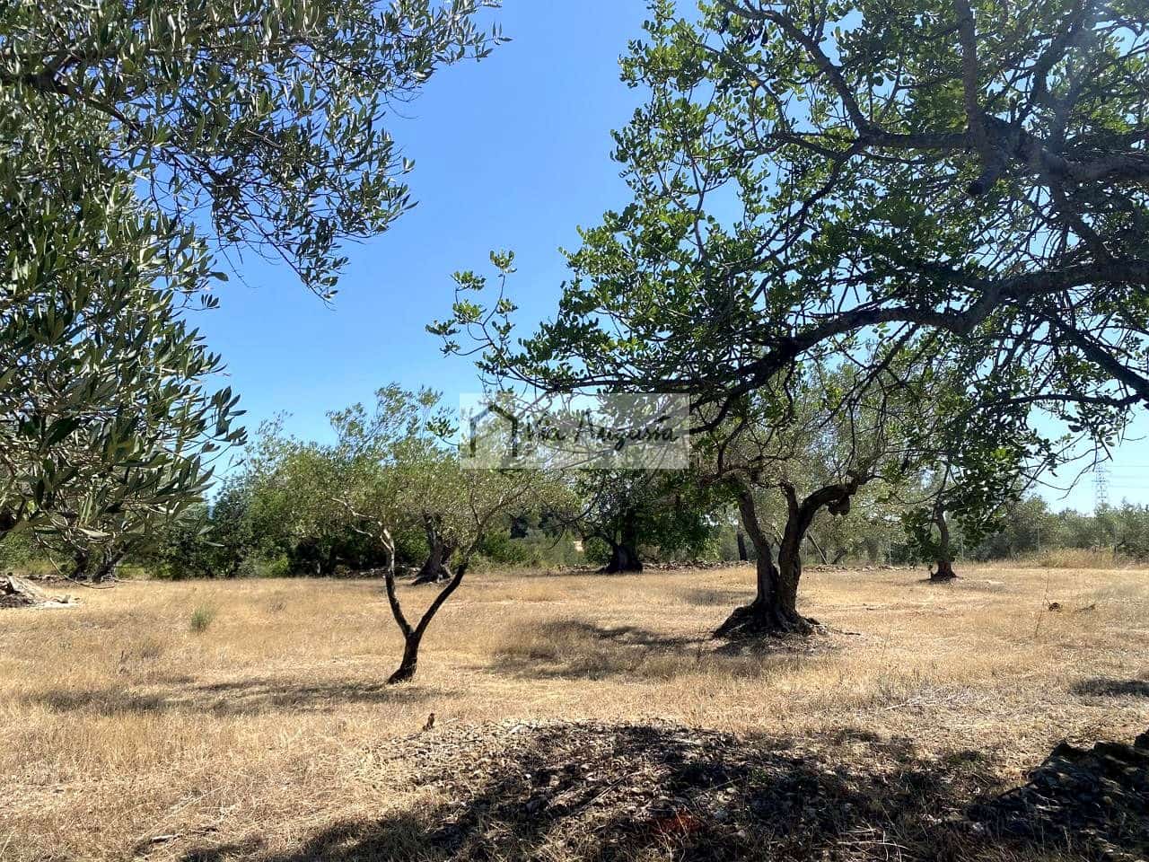 Terre non Aménagée à vendre à El Perello - 130 000 € (Ref: 9142236)