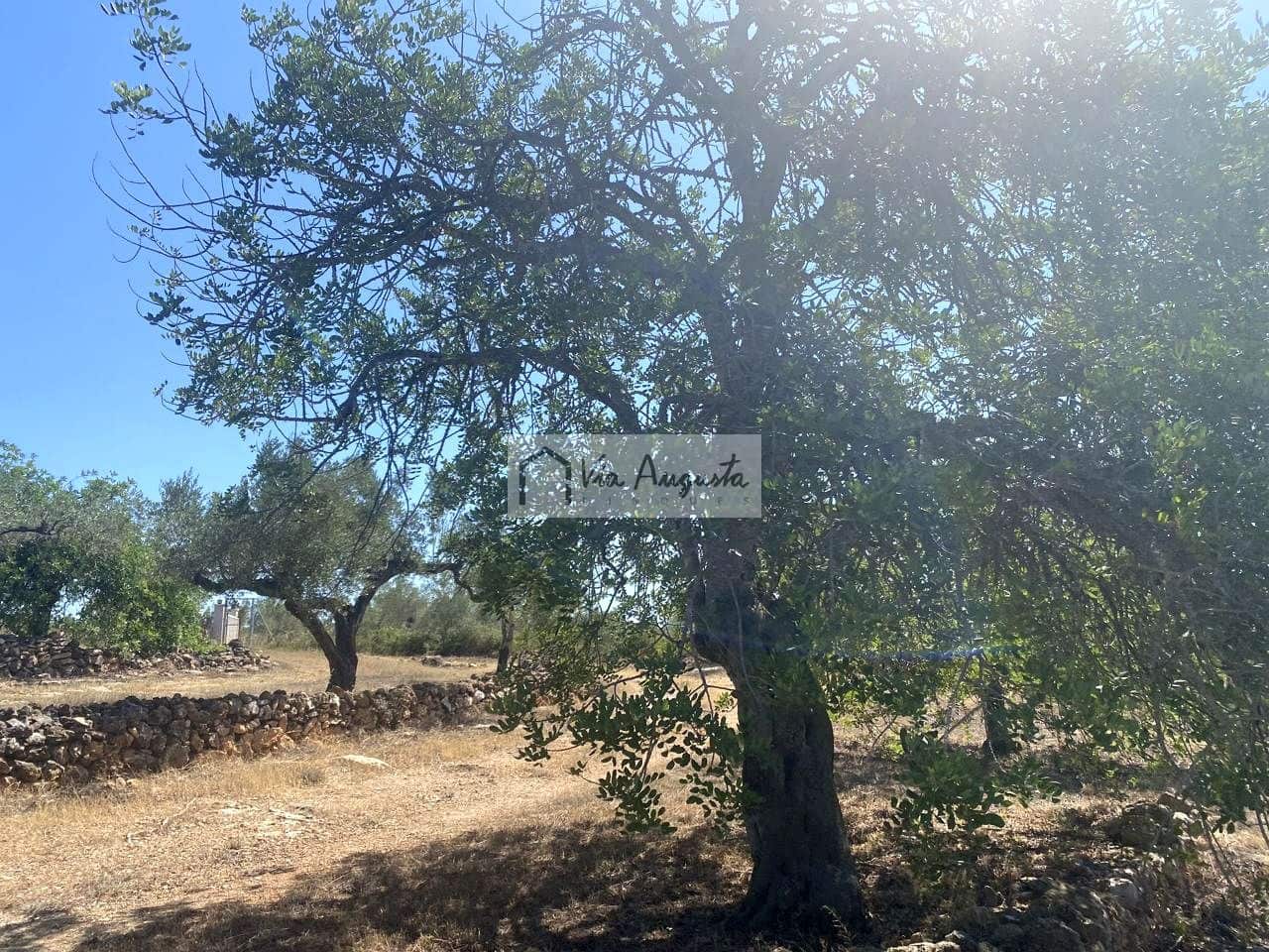 Terre non Aménagée à vendre à El Perello - 130 000 € (Ref: 9142236)