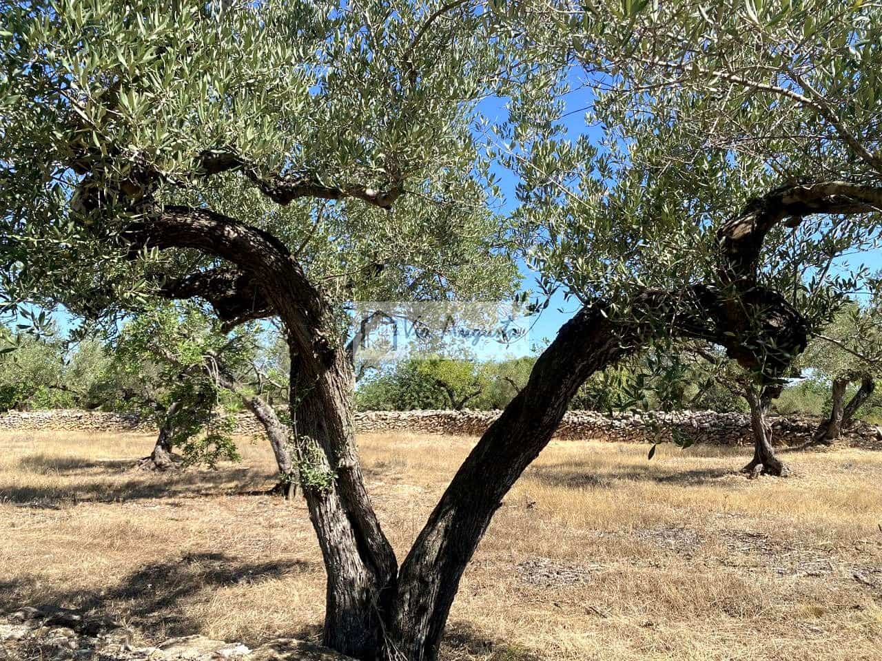 Terre non Aménagée à vendre à El Perello - 130 000 € (Ref: 9142236)