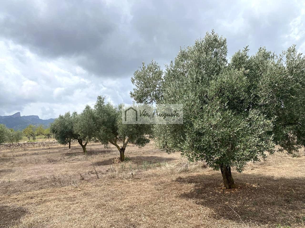 Terre non Aménagée à vendre à El Perello - 220 000 € (Ref: 9142237)