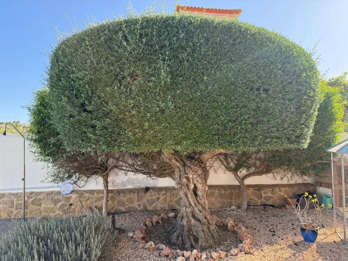 3 slaapkamer Villa te koop in San Miguel de Salinas met zwembad garage - € 525.000 (Ref: 10096919)