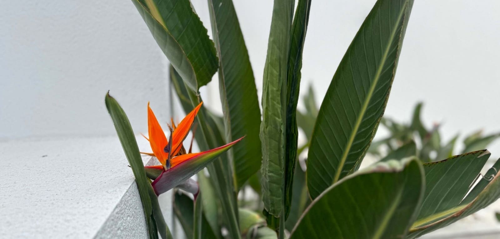 4 bedroom Villa for sale in Torrevieja with pool garage - € 495,000 (Ref: 9299353)