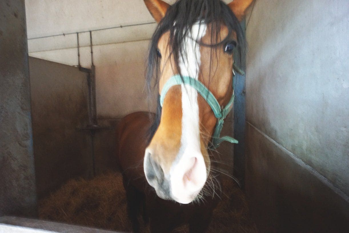 1 soverom Finca/Herregård til salgs i Rota med garasje - € 650 000 (Ref: 5014759)