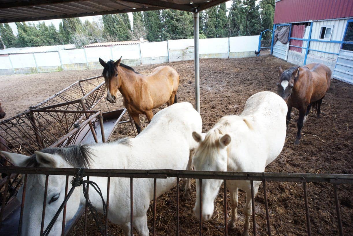 1 soverom Finca/Herregård til salgs i Rota med garasje - € 650 000 (Ref: 5014759)