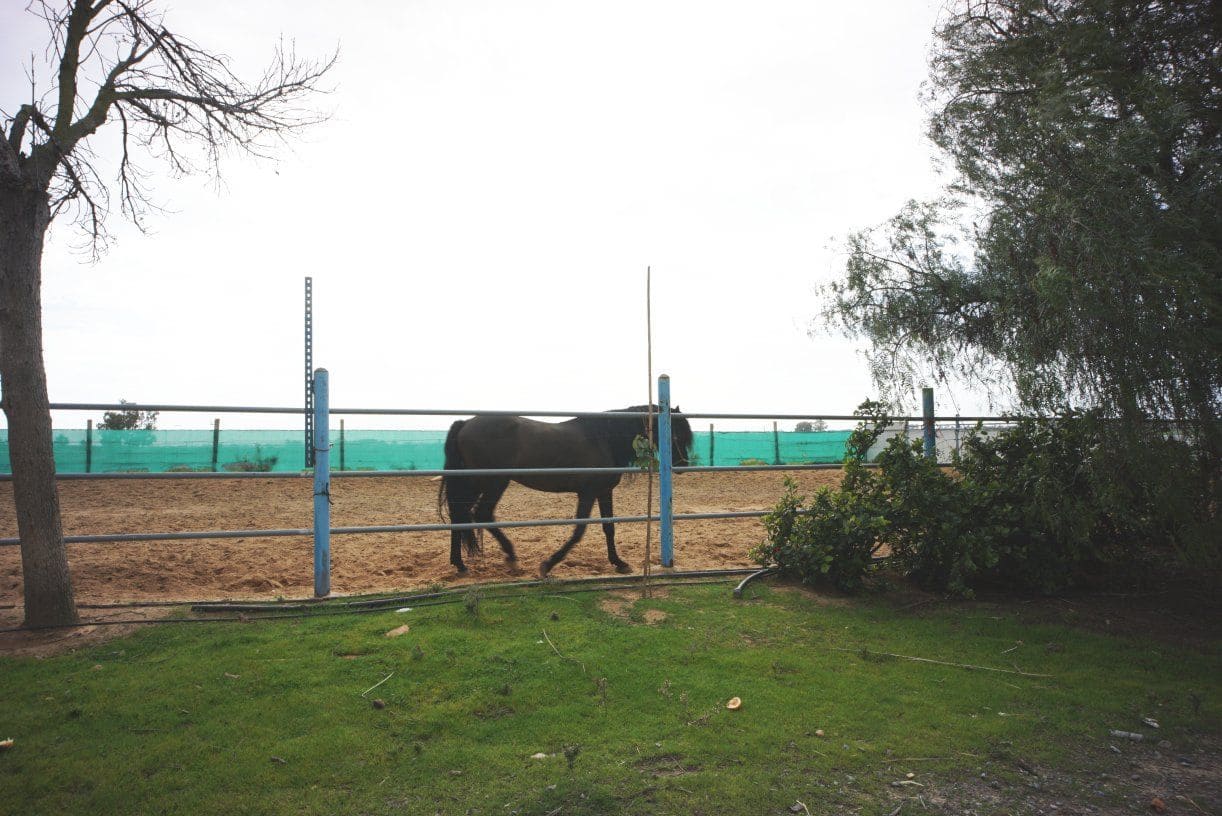 1 soverom Finca/Herregård til salgs i Rota med garasje - € 650 000 (Ref: 5014759)