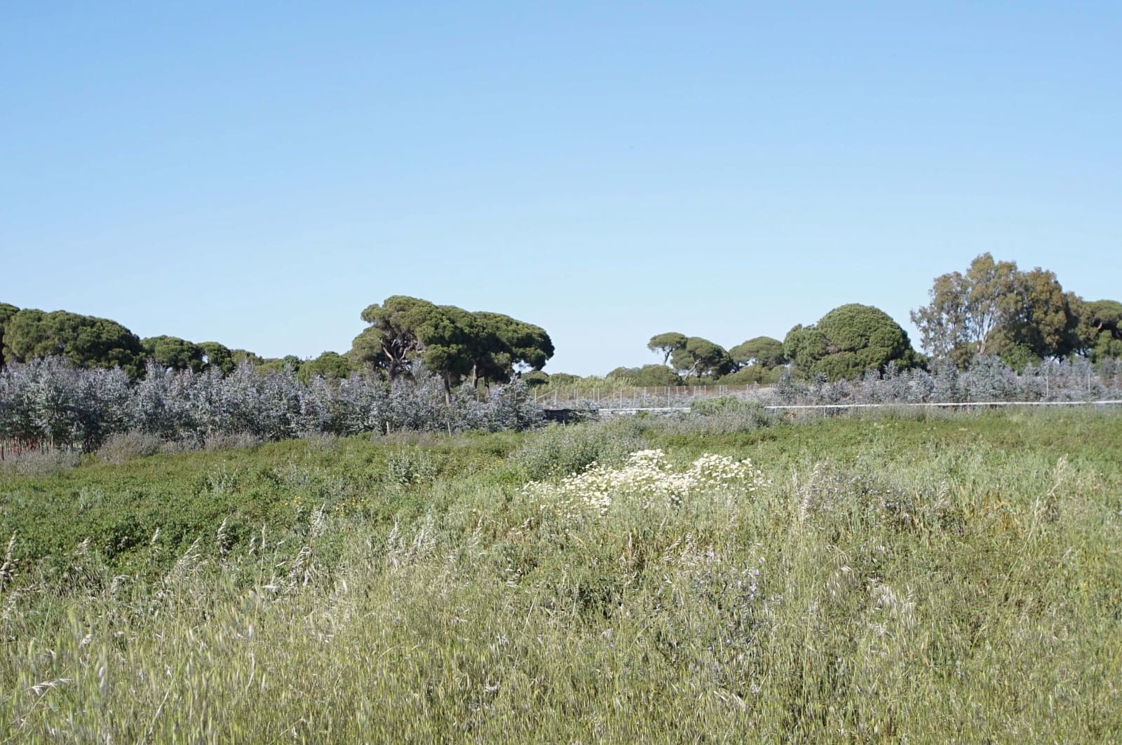 3 soverom Finca/Herregård til salgs i Chipiona - € 250 000 (Ref: 9426866)