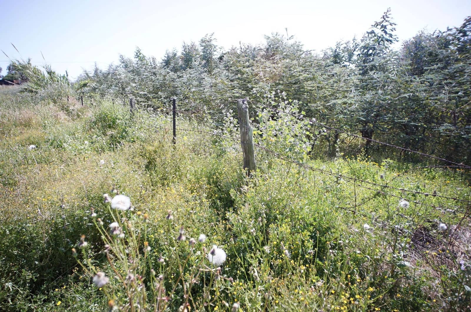 3 soverom Finca/Herregård til salgs i Chipiona - € 250 000 (Ref: 9426866)