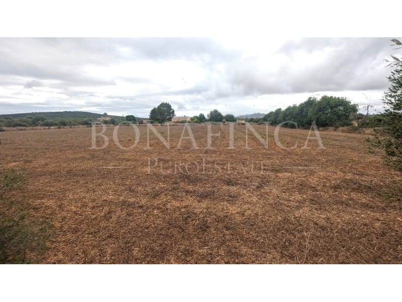 Mark till salu i Manacor - 374 000 € (Ref: 7811929)