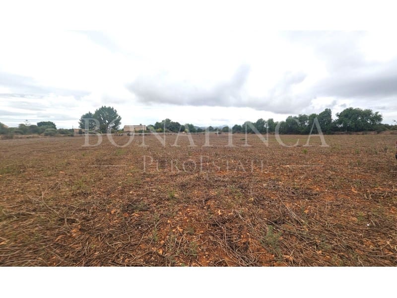 Mark till salu i Manacor - 374 000 € (Ref: 7811929)