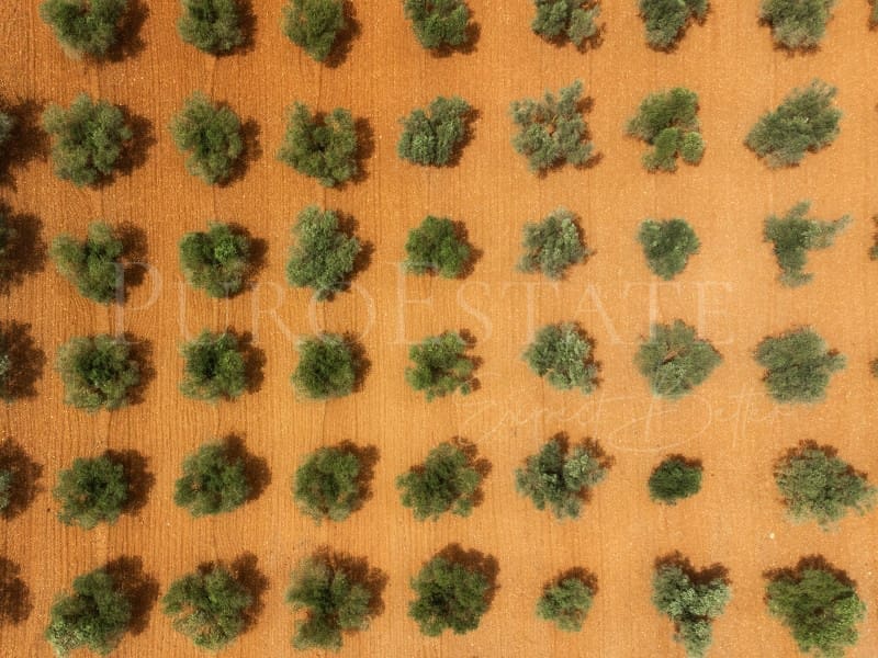 4 slaapkamer Finca/Landhuis te koop in Santa Eugenia met zwembad garage - € 1.490.000 (Ref: 8421628)