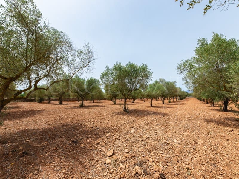 4 slaapkamer Finca/Landhuis te koop in Santa Eugenia met zwembad garage - € 1.490.000 (Ref: 8421628)