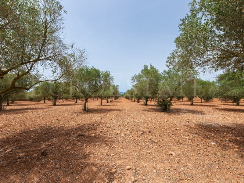 4 slaapkamer Finca/Landhuis te koop in Santa Eugenia met zwembad garage - € 1.490.000 (Ref: 8421628)