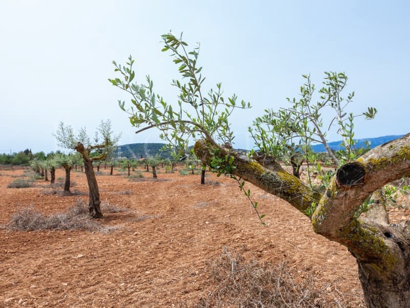 4 slaapkamer Finca/Landhuis te koop in Santa Eugenia met zwembad garage - € 1.490.000 (Ref: 8421628)