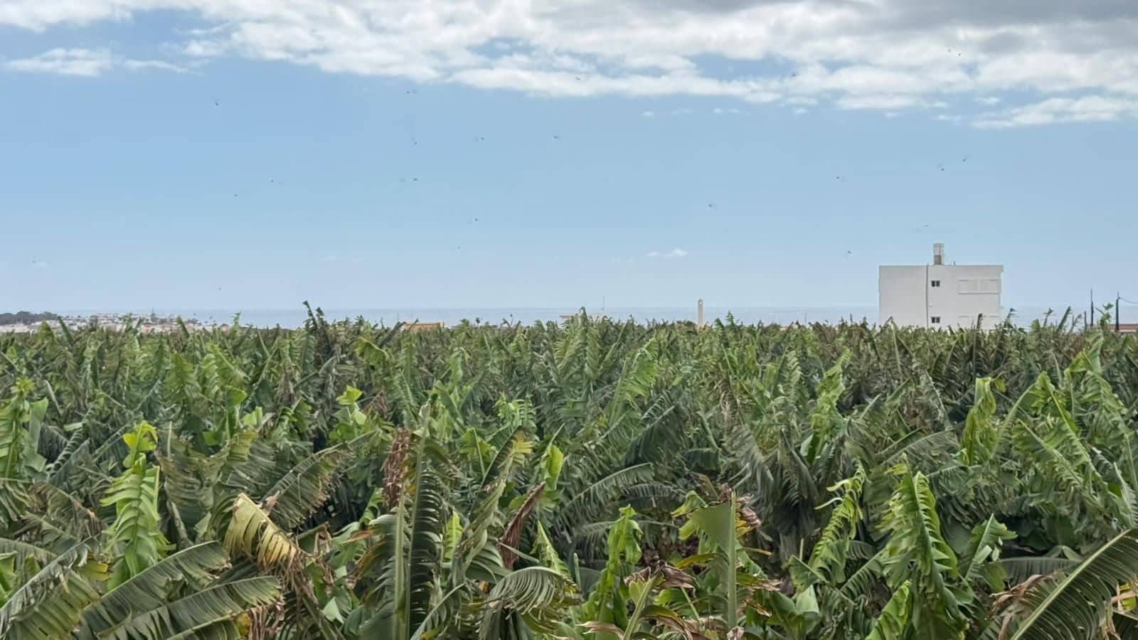 3 soveværelse Lejlighed til leje i Las Rosas - € 1.200 (Ref: 9262264)