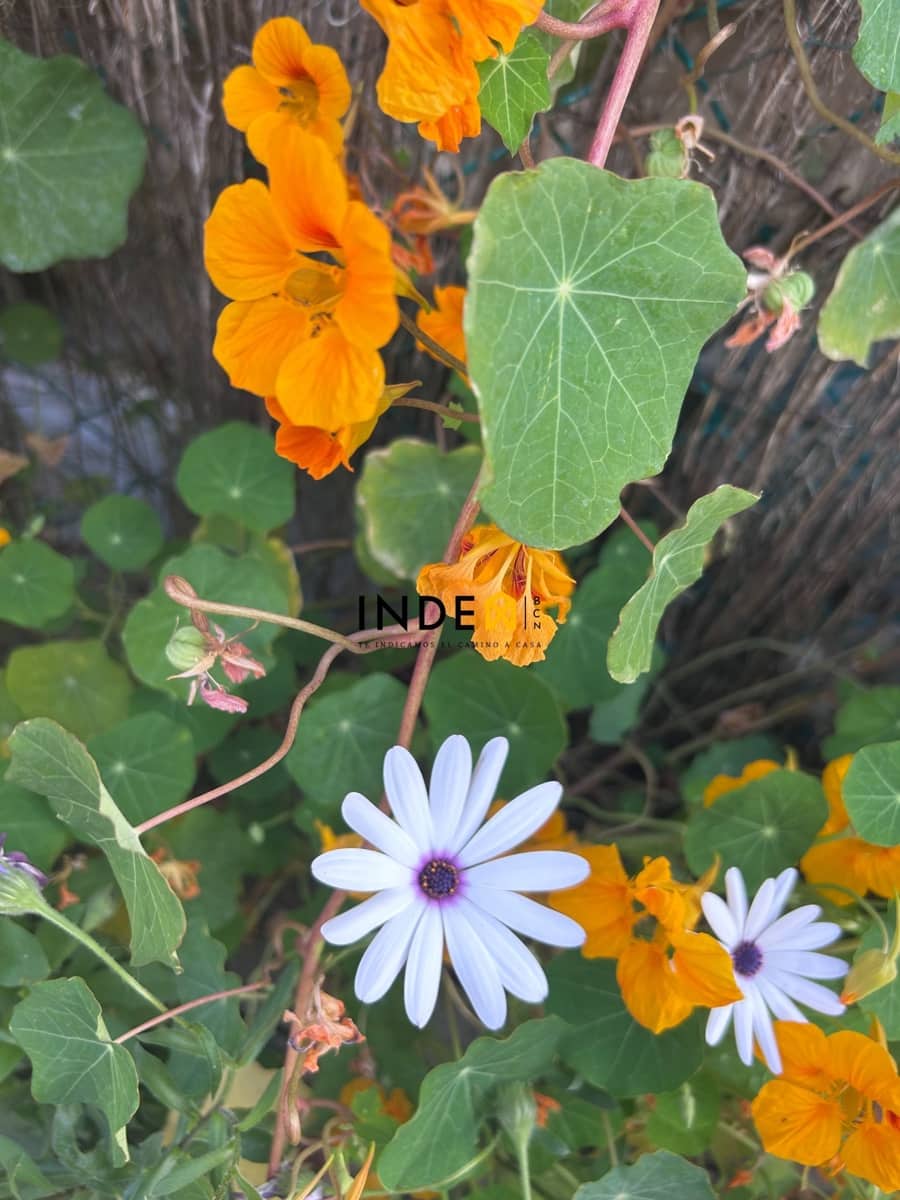 3 makuuhuone Huvila myytävänä paikassa Sitges mukana 
autotalli - 685 000 € (Ref: 9806178)