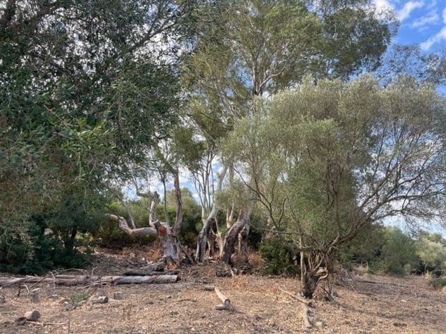 Maalaistalo myytävänä paikassa Tarifa - 250 000 € (Ref: 8622584)