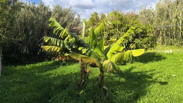 5 soverom Finca/Herregård til salgs i Tarifa - € 900 000 (Ref: 8800832)