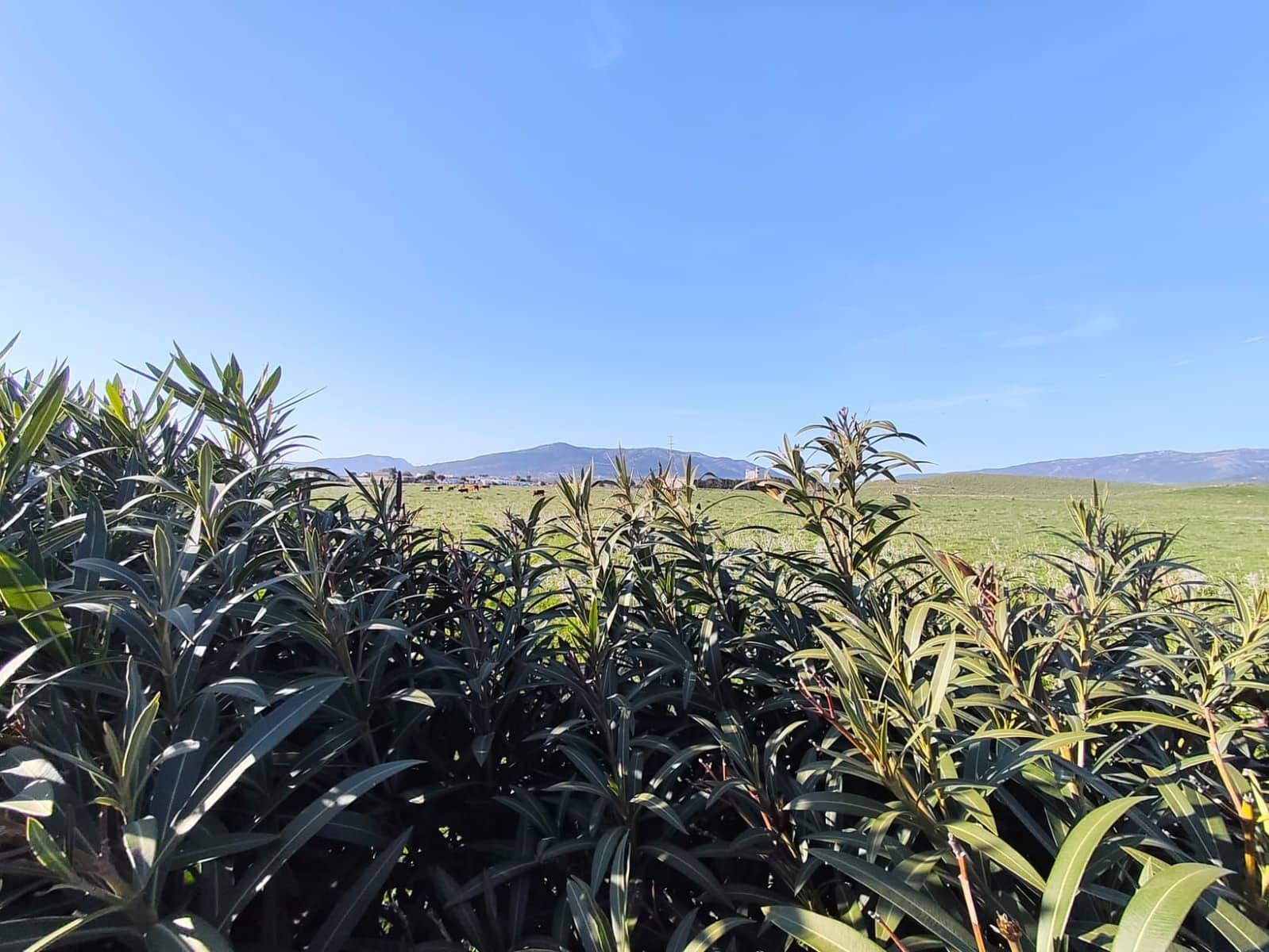 3 soveværelse Finca/Landehus til salg i Tarifa med garage - € 495.000 (Ref: 8910830)