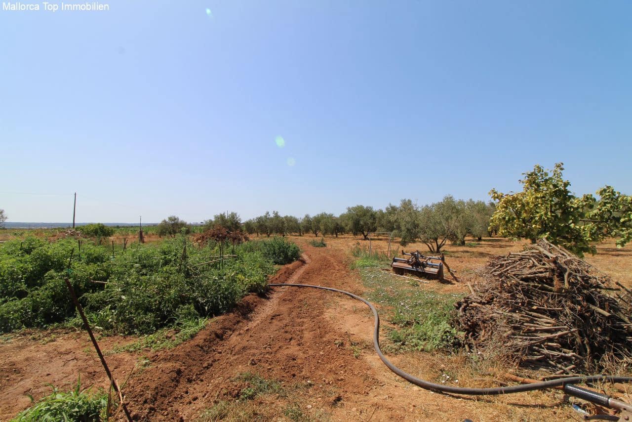 Finca/Casa Rural de 6 habitaciones en Palma de Mallorca en venta con piscina garaje - 1.670.000 € (Ref: 6459196)