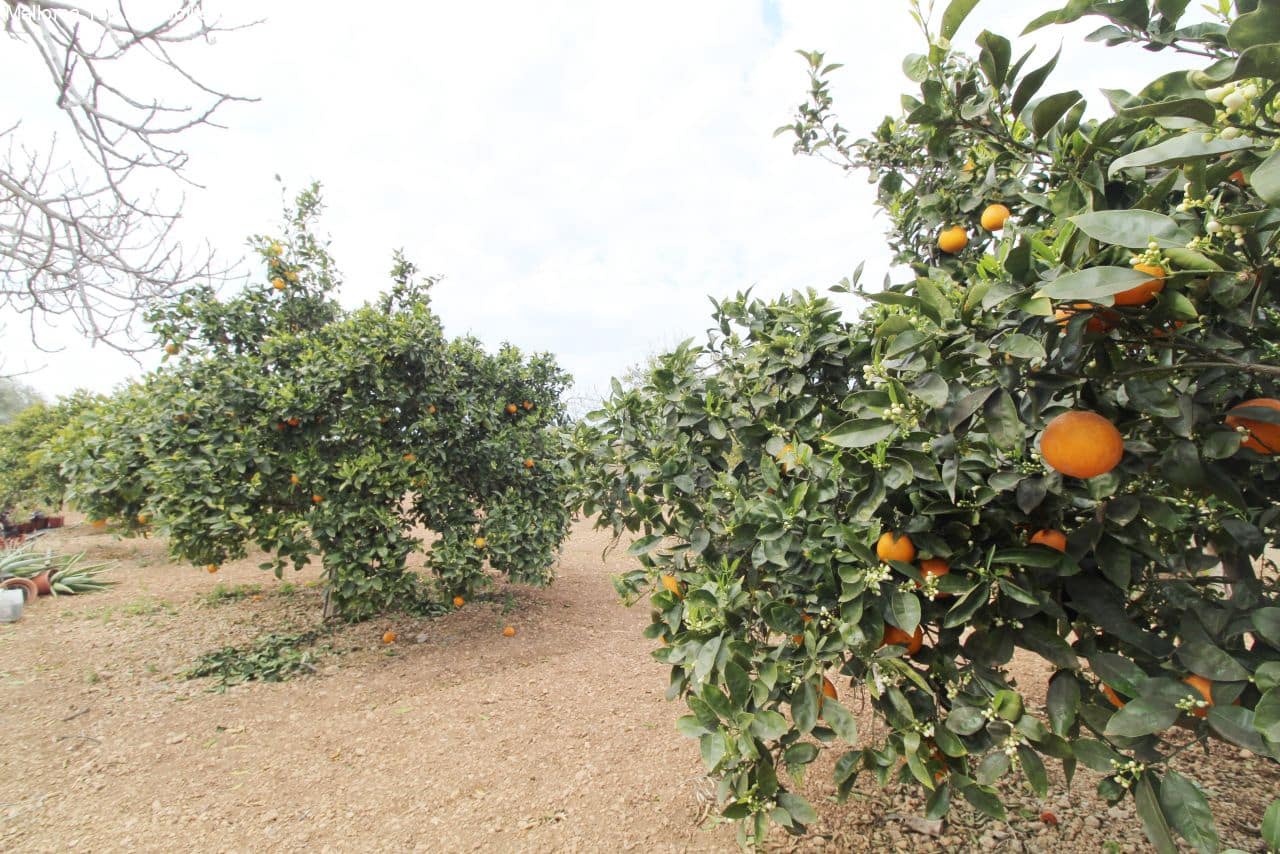 4 sovrum Finca/Hus på landet till salu i Son Ferriol med pool garage - 1 840 000 € (Ref: 6459201)