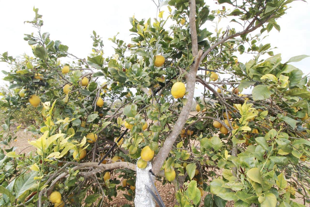 4 sovrum Finca/Hus på landet till salu i Son Ferriol med pool garage - 1 840 000 € (Ref: 6459201)