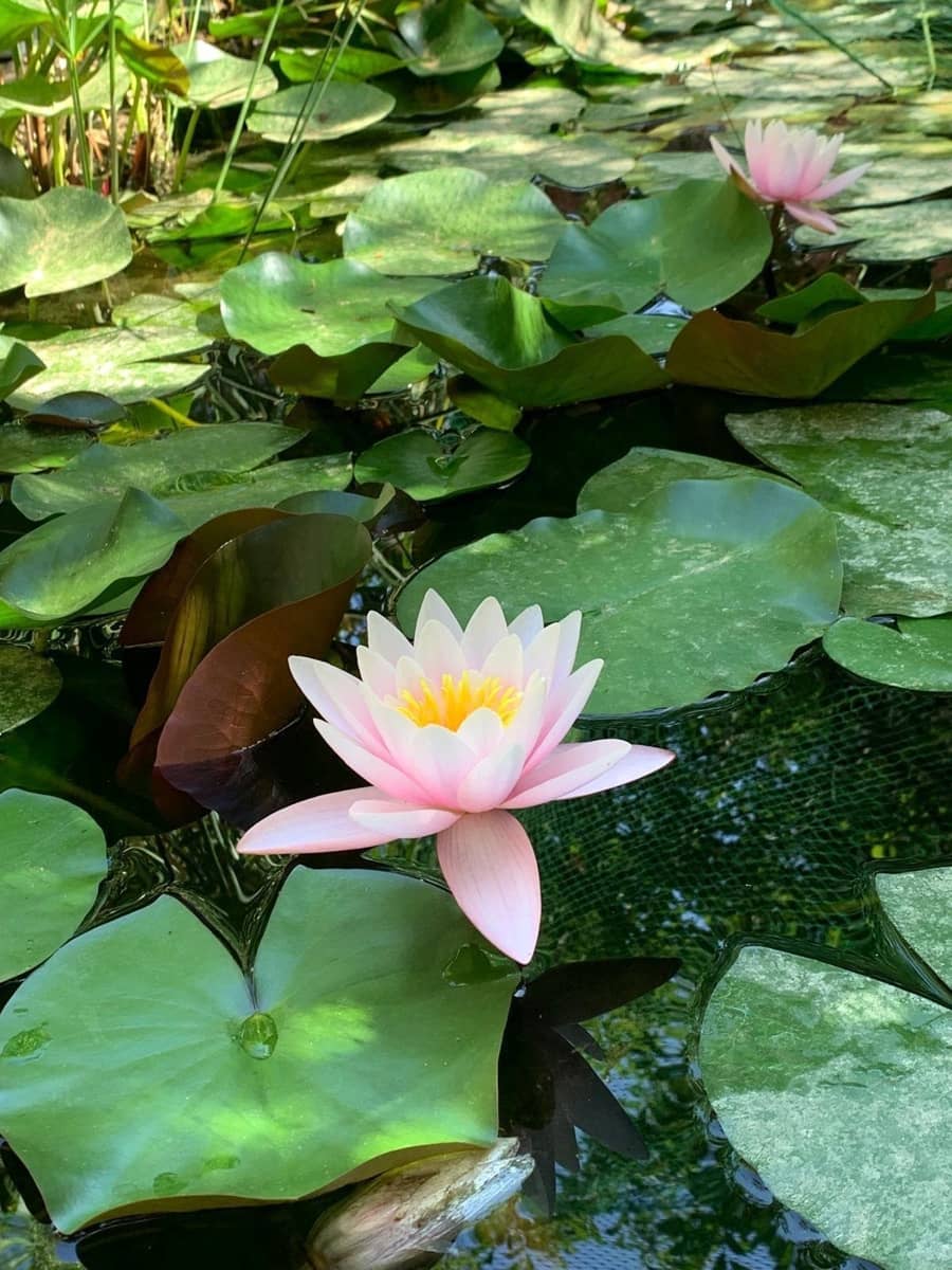 6 bedroom Bungalow for sale in Es Garrovers with pool garage - € 1,290,000 (Ref: 9401402)