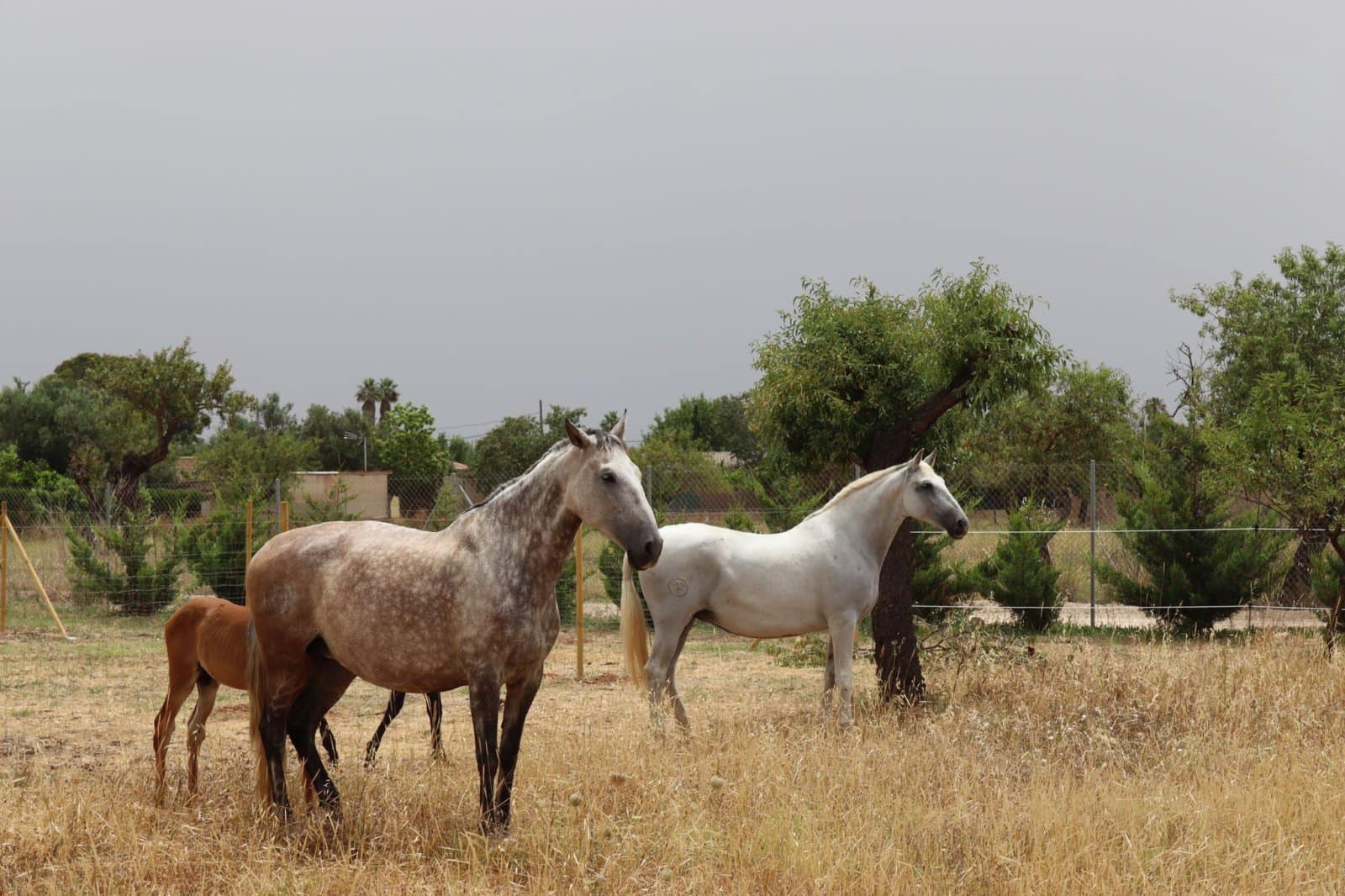 6 soveværelse Finca/Landehus til salg i Es Garrovers med swimmingpool garage - € 3.250.000 (Ref: 9401418)