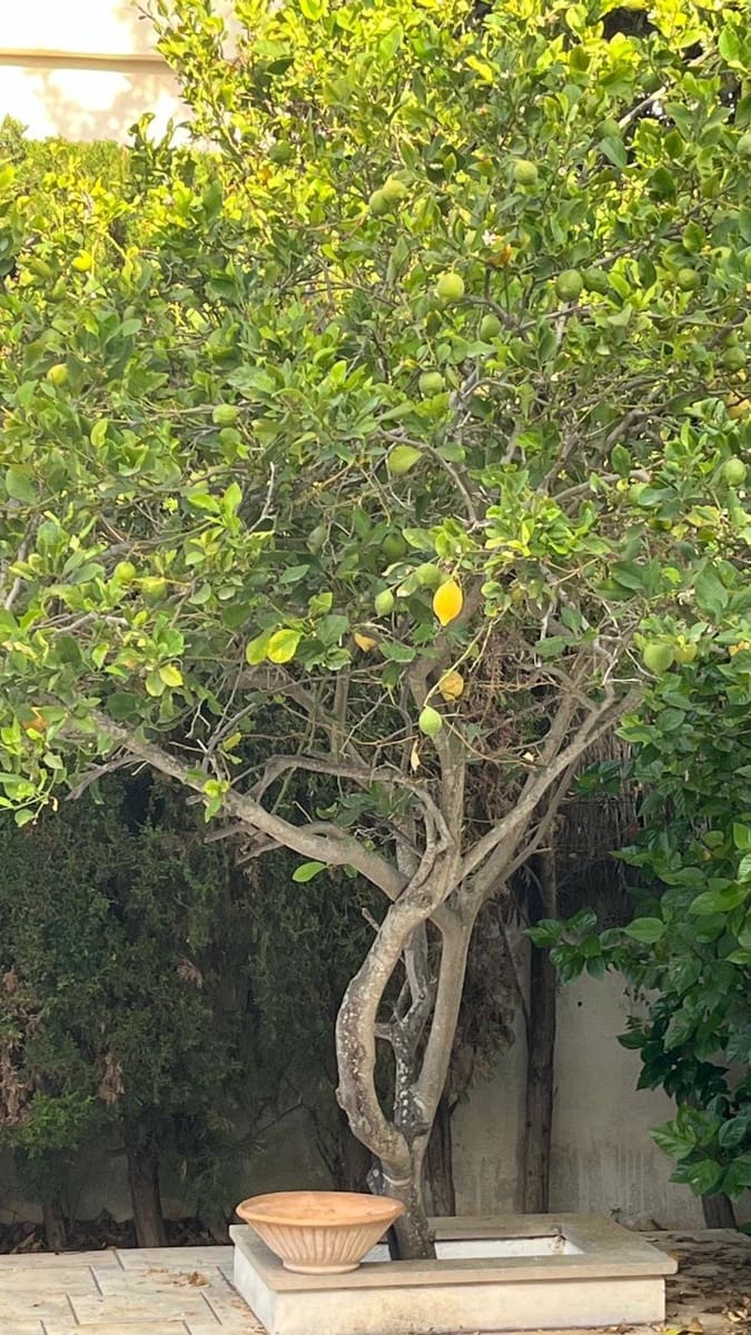 5 soveværelse Byhus til salg i Son Veri Nou med garage - € 940.000 (Ref: 9401479)