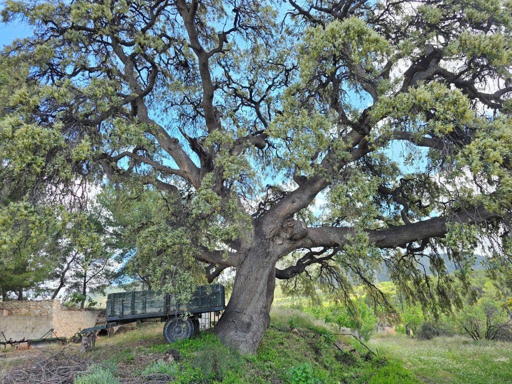 8 chambre Finca/Maison de Campagne à vendre à Jijona / Xixona avec garage - 549 000 € (Ref: 9827300)