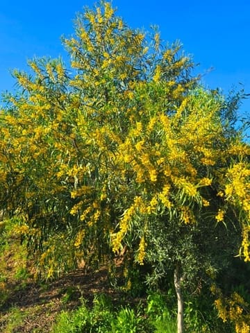 Terrain à Bâtir à vendre à Moraira, Teulada-Moraira - 300 000 € (Ref: 9827301)