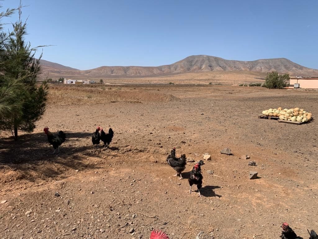 3 soverom Finca/Herregård til salgs i Puerto del Rosario med garasje - € 595 000 (Ref: 7581961)